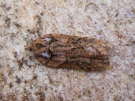 Acleris abietana