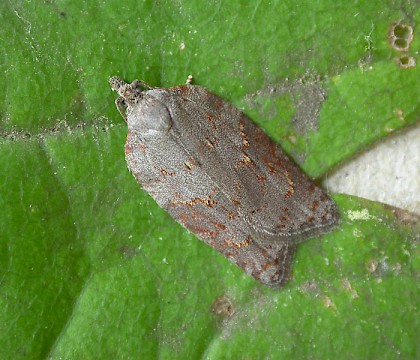 Adult &bull; Reared from larva on Acer campestre, Chorlton, Greater Manchester &bull; &copy; Ben Smart
