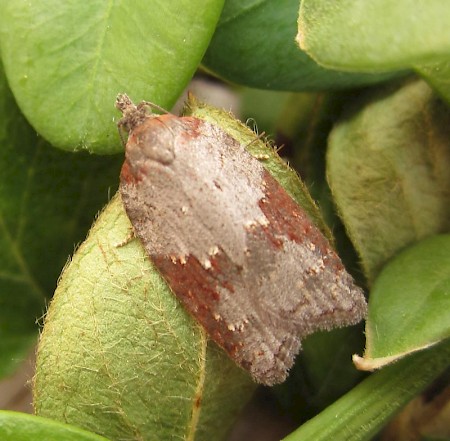 Acleris sparsana