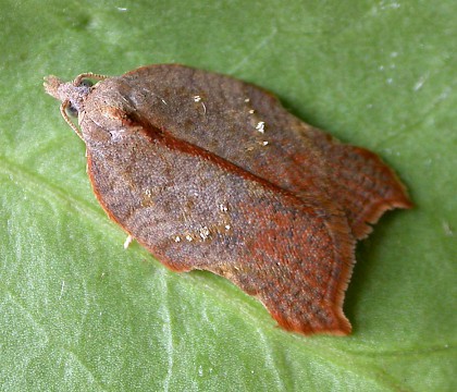 Adult &bull; Chorlton, Gtr. Manchester. Ex. Larva on sallow &bull; &copy; Ben Smart