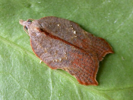 Acleris emargana