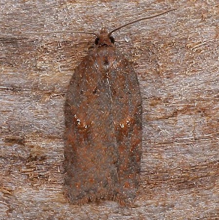 Acleris schalleriana