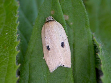 Acleris lorquiniana