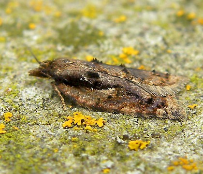 Adult &bull; Butleigh, Somerset &bull; &copy; Sue Davies