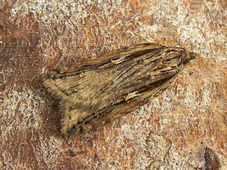 Acleris umbrana