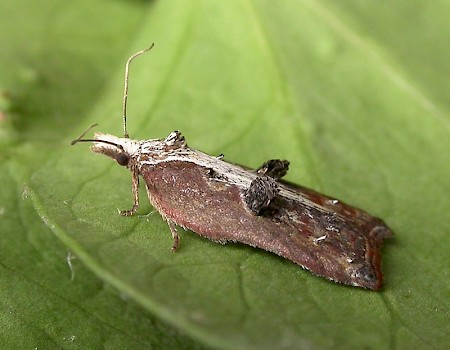 Acleris cristana