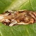 Adult f. cristalana • Closworth, Somerset, February; ID P. Sterling • © Jack Astley