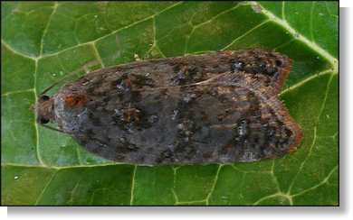 Garden Rose Tortrix Acleris variegana