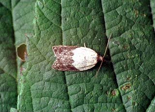 Garden Rose Tortrix Acleris variegana