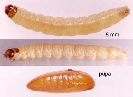 Acleris aspersana