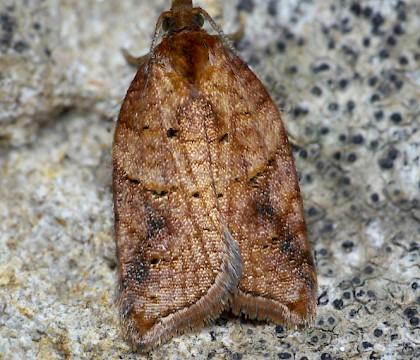 Adult &bull; Strumpshaw Fen, Norfolk &bull; &copy; Oliver Wadsworth