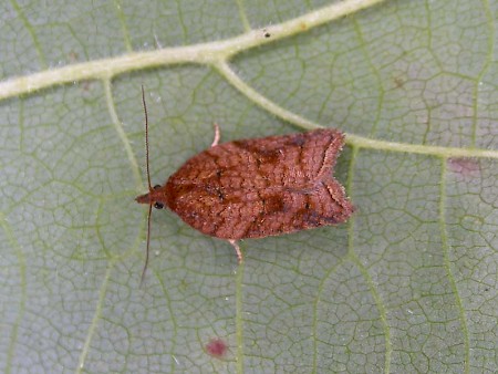 Acleris shepherdana