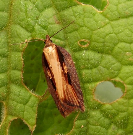 Acleris hastiana