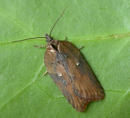 Acleris hastiana