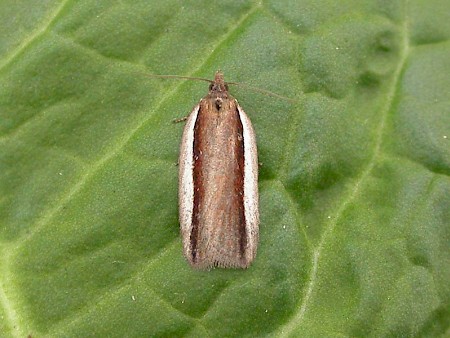 Acleris hastiana