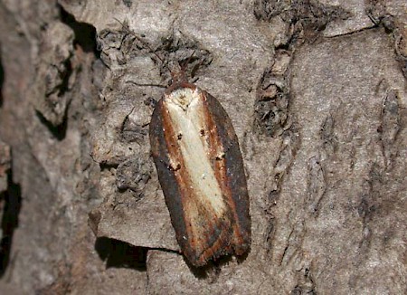 Acleris hastiana