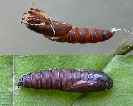 Acleris hastiana