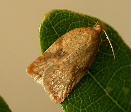 Adult &bull; Chorlton, Greater Manchester, reared from larva &bull; &copy; Ben Smart