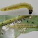 Early instar larva • Chorlton, Greater Manchester • © Ben Smart