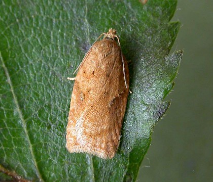 Adult &bull; ex. spinning on Betula, Birds Royd, W. Yorks &bull; &copy; Ian Kimber