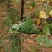 Larval spinning • Larval spinning on Betula • © Ian Thirlwell