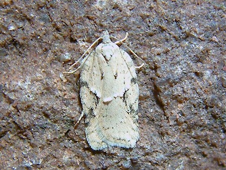 Acleris logiana