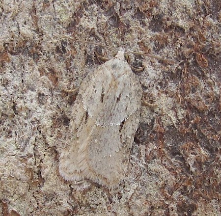 Acleris logiana