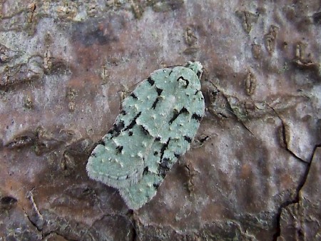 Acleris literana