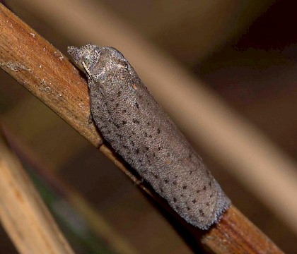 Adult &bull; Roudsea Wood and Mosses NNR, Cumbria &bull; &copy; Rob Petley-Jones