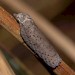 Adult • Roudsea Wood and Mosses NNR, Cumbria • © Rob Petley-Jones