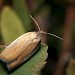 Adult • Loch Craggie (by Loyal) West Sutherland ex. larva on Myrica • © Duncan Williams