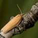 Adult • Inchkinloch, West Sutherland ex. larva on Myrica gale • © Duncan Williams