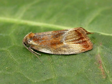 Eulia ministrana