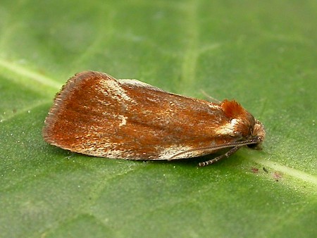 Eulia ministrana