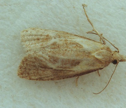 Adult &bull; &copy; Jack Astley