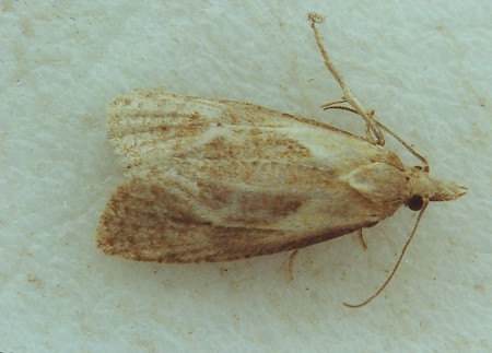 Phtheochroa inopiana