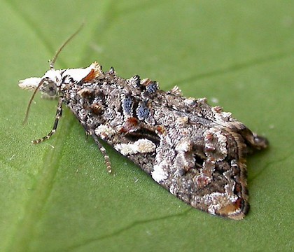 Adult &bull; Eye, Suffolk &bull; &copy; Paul Kitchener