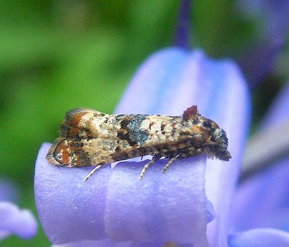 Adult &bull; Brede High Wood, E. Sussex &bull; &copy; Dave Monk