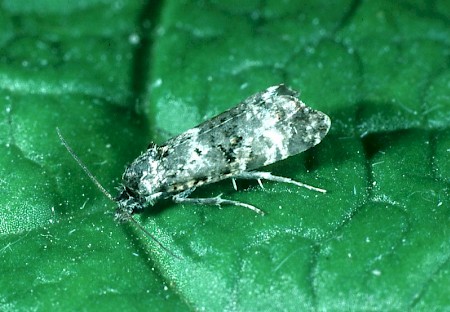 Hysterophora maculosana