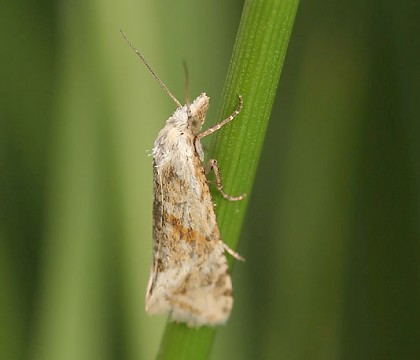 Adult &bull; &copy; Tristan Bantock