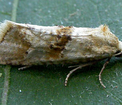 Adult &bull; Dover, Kent &bull; &copy; Tony Morris