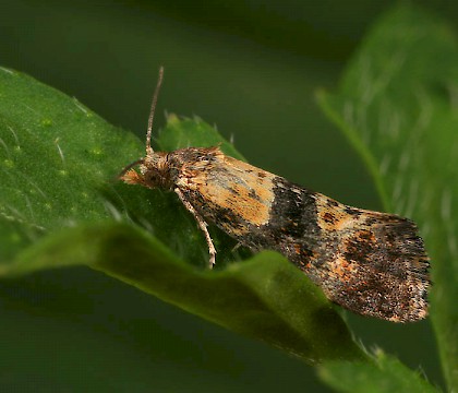 Adult &bull; Belgium &bull; &copy; Tymo Muus