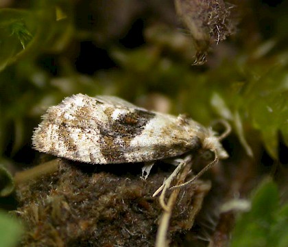 Adult &bull; Coln Park, Glos. &bull; &copy; Benedict John Pollard