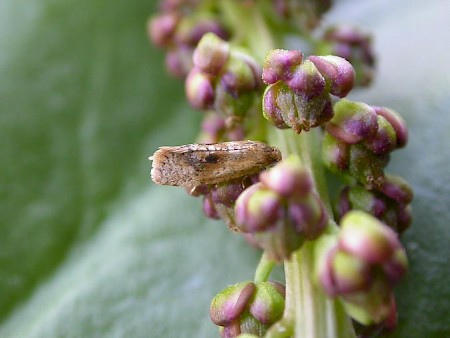 Gynnidomorpha vectisana