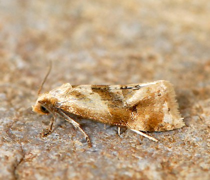 Adult &bull; Mullet Peninsula, Co. Mayo, Ireland. &bull; &copy; Michael O Donnell