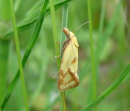 Adult &bull; Nottingham &bull; &copy; Ingeborg M. M. van Leeuwen