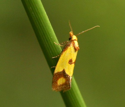 Adult &bull; Norbury Wood, Runcorn, Cheshire &bull; &copy; Jeff Clarke