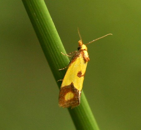 Agapeta zoegana