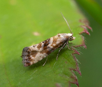 Adult &bull; Maesteg, Glamorgan &bull; &copy; Paul Parsons