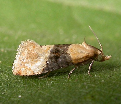 Adult &bull; Dunwich, Suffolk &bull; &copy; Paul Kitchener